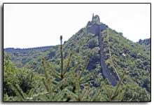 vue de la muraille de Chine avec un sapin au premier plan