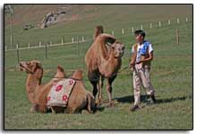 un Mongol et ses deux chameaux