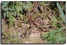 insectes du Terelj