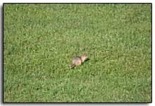 petit animal dans la plaine mongole