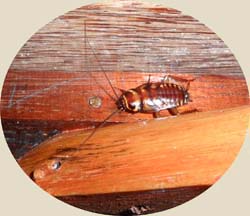 insecte aux Philippine