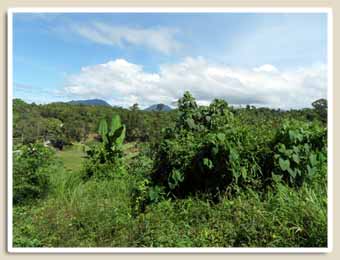 Jungle à Palawan