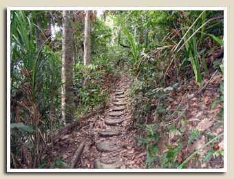 Le monkey trail