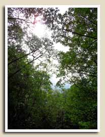 Balade sur la Mangrove