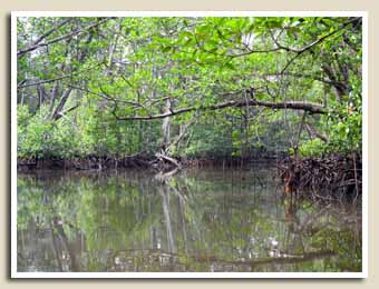 Balade sur la Mangrove