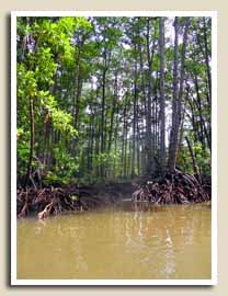 Balade sur la Mangrove