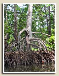 Balade sur la Mangrove