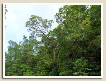 Balade sur la Mangrove