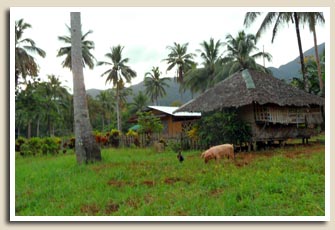 Un cochon à Sabang